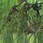 Casuarina equisetifolia Levél