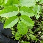 Polyscias repanda Yaprak