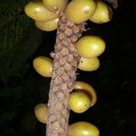 Pholidostachys pulchra Fruit