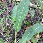 Rumex pulcher Leaf