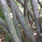 Rothmannia globosa 樹皮
