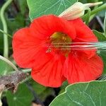 Tropaeolum majusBlüte