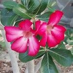 Adenium obesum Цветок