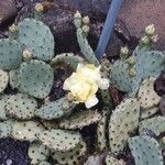 Opuntia humifusa 葉