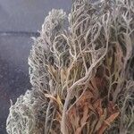 Artemisia arborescens Folha