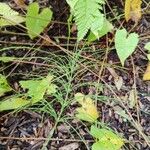 Equisetum pratense Leaf