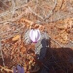 Cyclamen graecum Flor