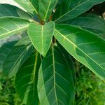 Ficus lutea Leaf