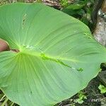 Calla palustris برگ