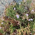 Limonium articulatum Blüte