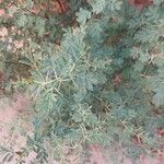 Acacia tortilis Hoja