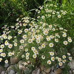 Tanacetum partheniumFlower