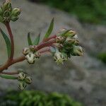 Sinocrassula indica Yeri