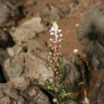 Scilla haemorrhoidalis عادت