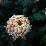 Chrysanthemum morifolium Λουλούδι