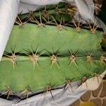 Cereus hexagonus ഇല