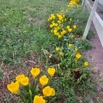 Sternbergia luteaFlower