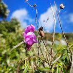 Antirrhinum tortuosum