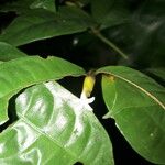 Psychotria oblonga Floare