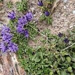 Phyteuma globulariifolium 花
