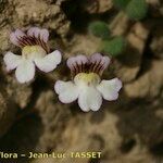 Chaenorhinum villosum Floro
