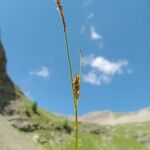 Carex ferruginea