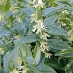 Sarcococca orientalis Květ