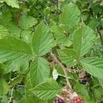 Rubus fruticosus Blatt