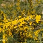 Cytisus galianoi ফুল