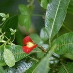 Psychotria elata Kvet