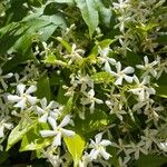 Trachelospermum jasminoidesFloare