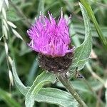 Centaurea nigra Liść