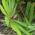 Licuala spinosa Leaf