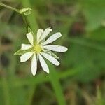 Stellaria gramineaFleur