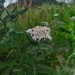 Achillea nobilisFlower