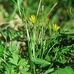 Gagea spathacea Habitus