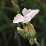 Silene noctiflora Kvet