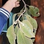 Cordia alliodora Hoja