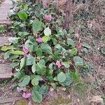 Bergenia crassifolia Hábito