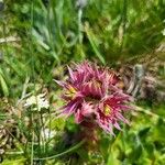 Sempervivum montanumCvet