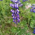 Lupinus nootkatensis Cvijet