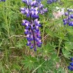 Lupinus nootkatensis പുഷ്പം