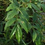 Angelica heterocarpa Leaf