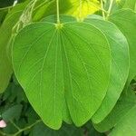 Bauhinia monandra ഇല