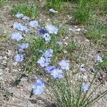 Linum lewisii Flower