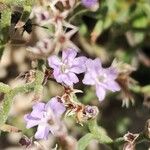 Limonium cordatum Flower