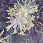 Thymelaea pubescens Fiore