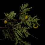 Caesalpinia coriaria Fruto