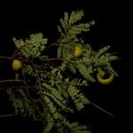 Caesalpinia coriaria 果實