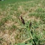 Echinochloa crus-galli Frukto